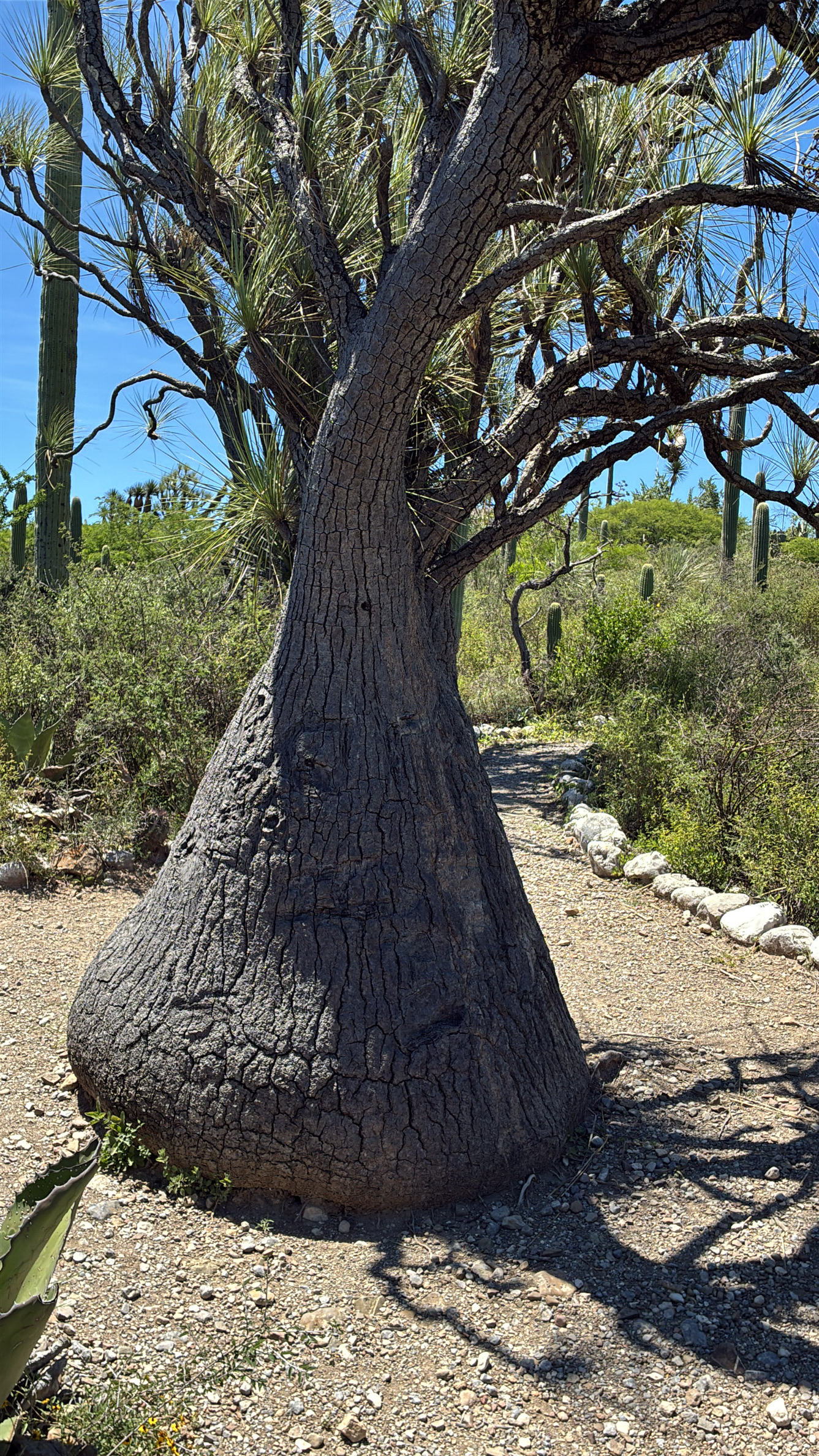 Elephant Foot Tree